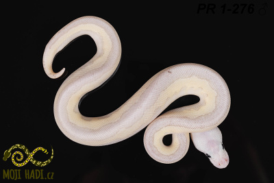 hadi na prodej, mládě, český chov hadů, odchov hadů, mojihadi.cz, Python regius, ballpython, krajta královská, Pastel, poss het Orange Ghost